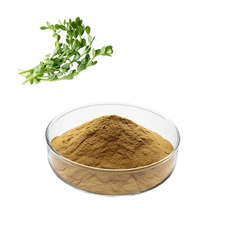 Bacopa Monnieri Extract 50% Bacoside