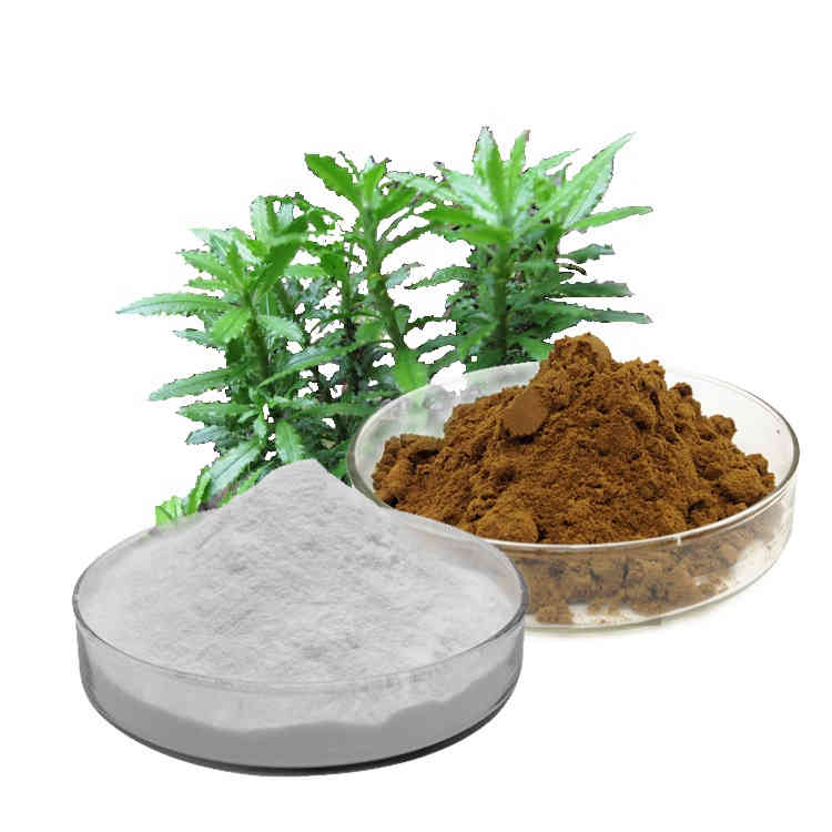 Huperzine Extract 1% Huperzine-A