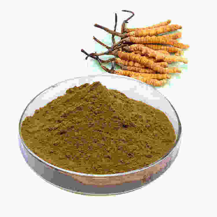 cordyceps sinensis extract